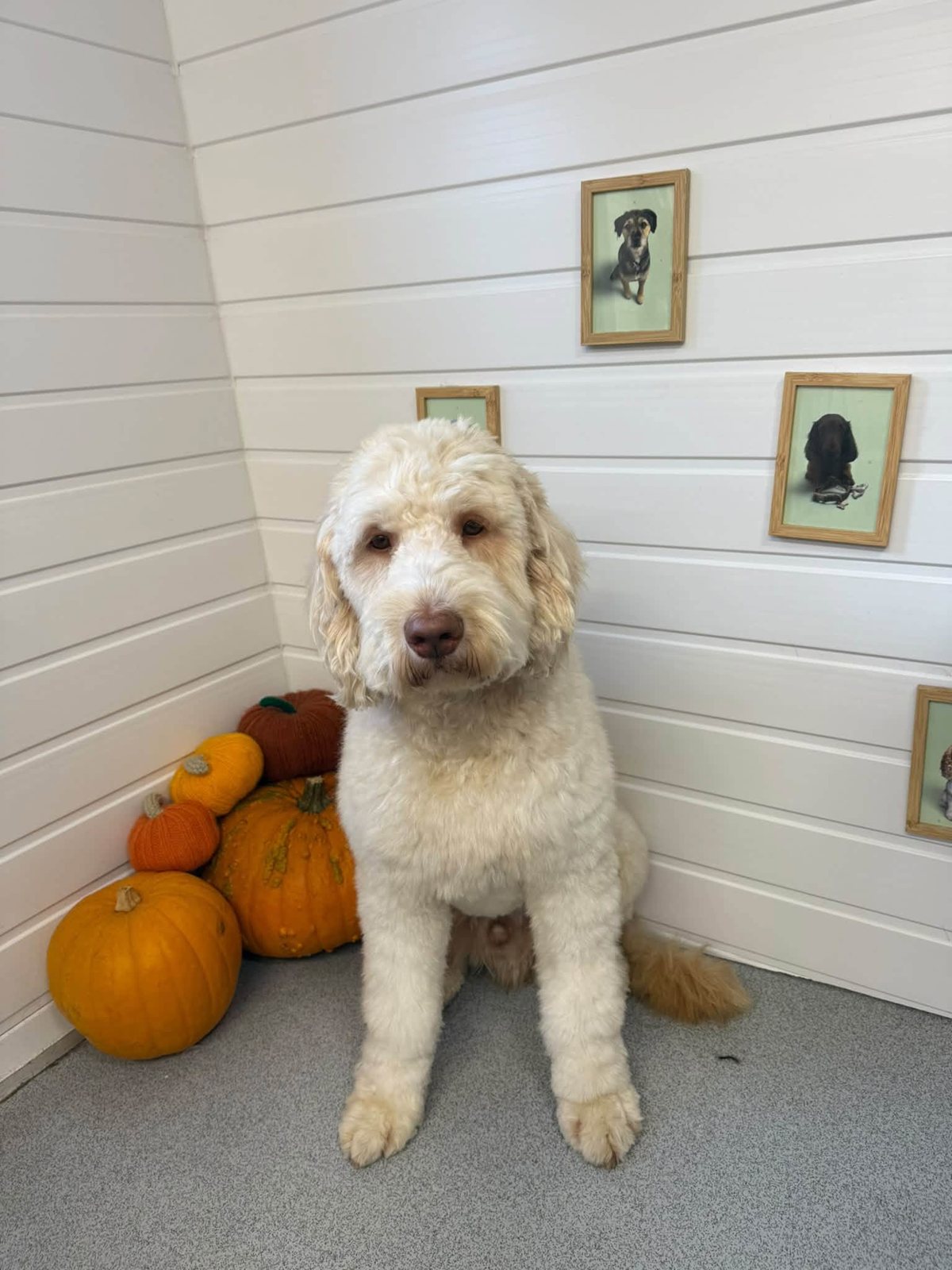 Cream doodle sitting by pumpkins