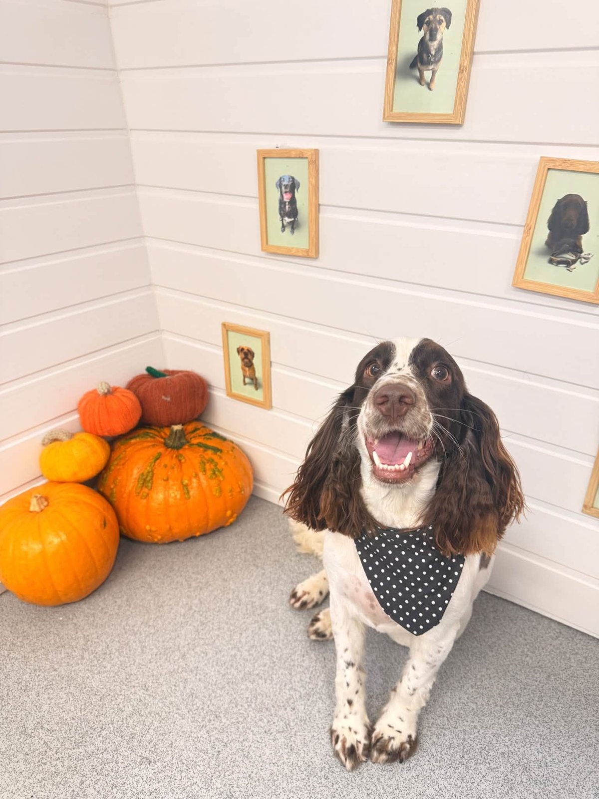 Springer spaniel in a polka dot bandana with pumpkins