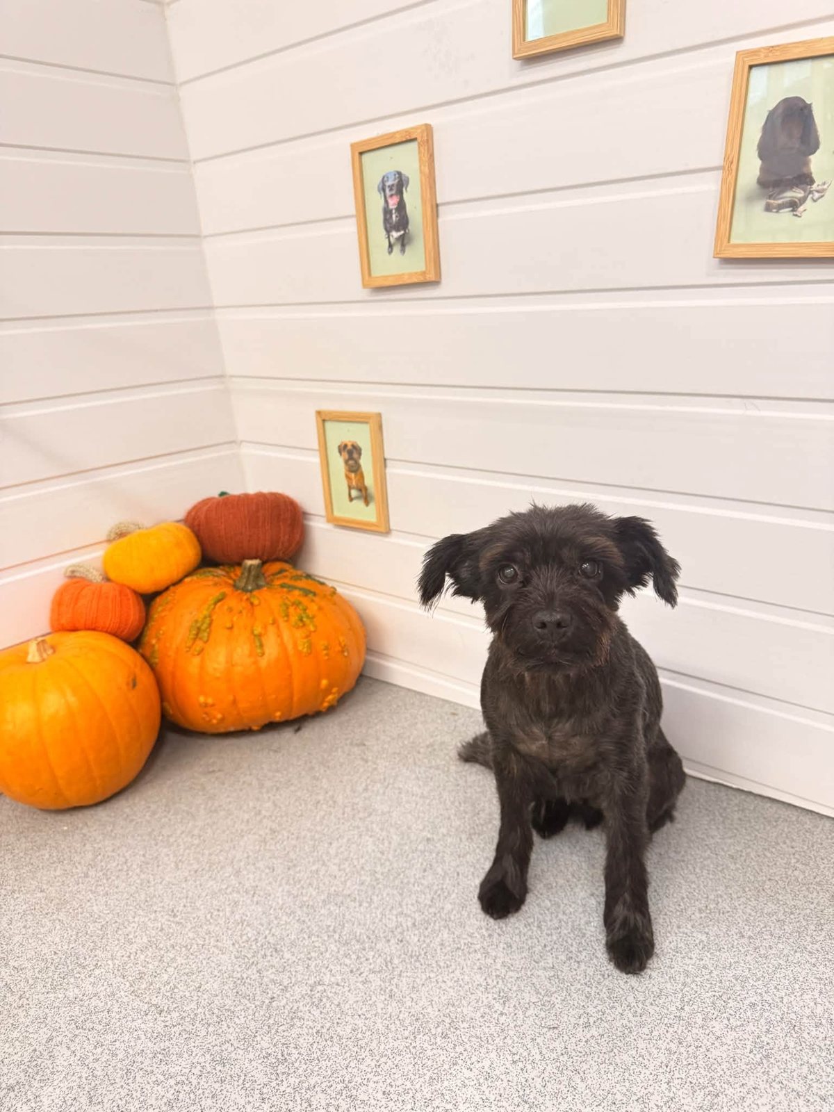 Small black dog sitting by pumpkins