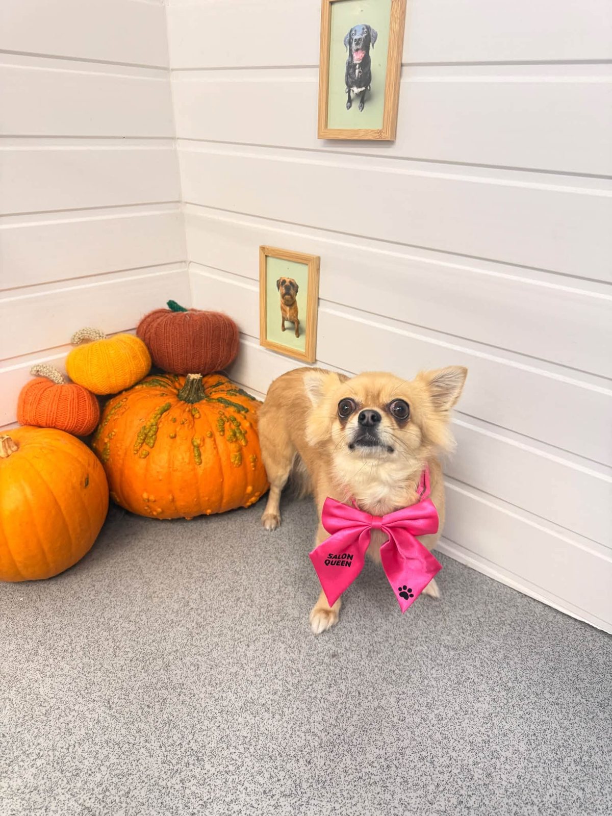 Chihuahua in a pink bow with pumpkins