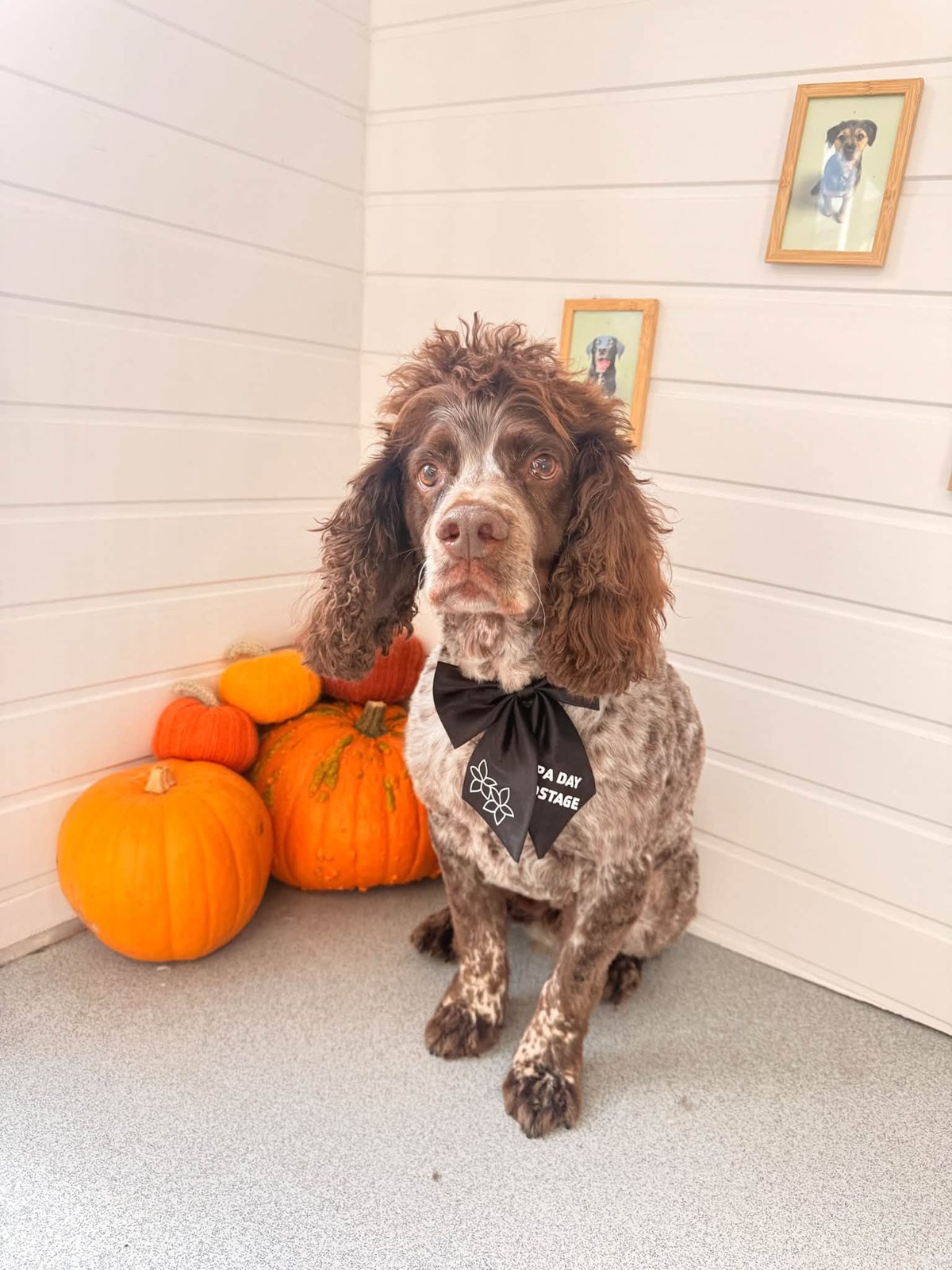 Brown and white spaniel in a black bow tie with pumpkins